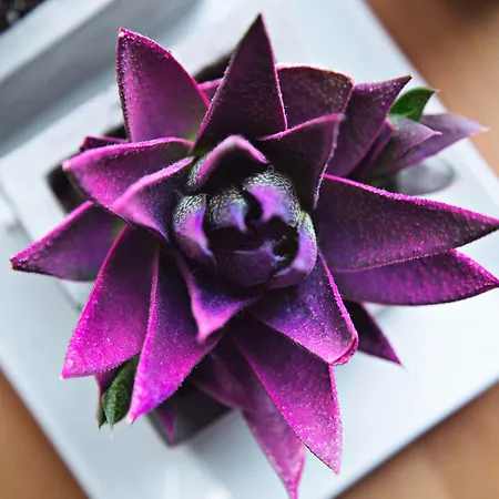 Adel Private Szálloda